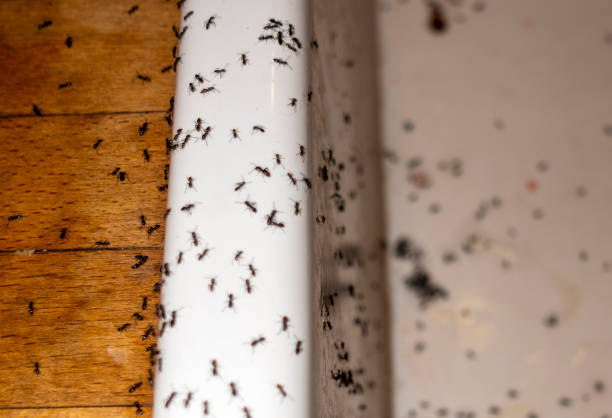 Best Pest Prevention Services  in Lanse, MI